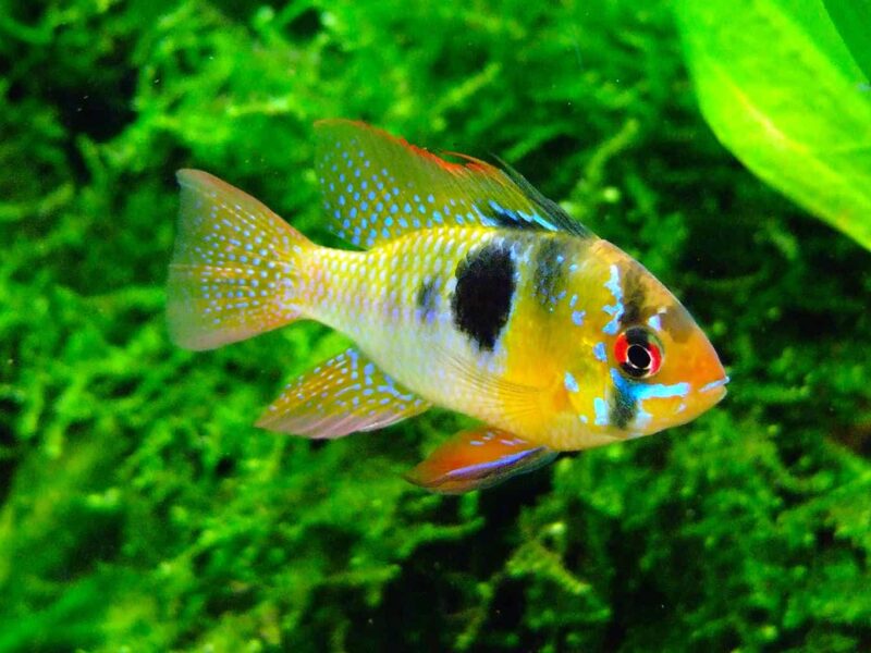 Bolivian Ram