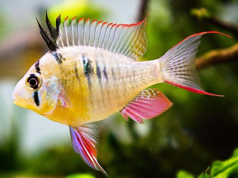 Bolivian Ram