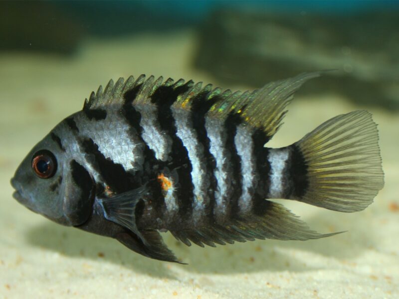 Convict Cichlid