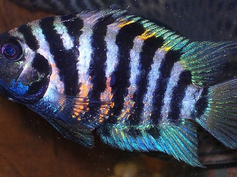 Convict Cichlid