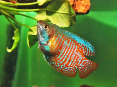 Dwarf Gourami