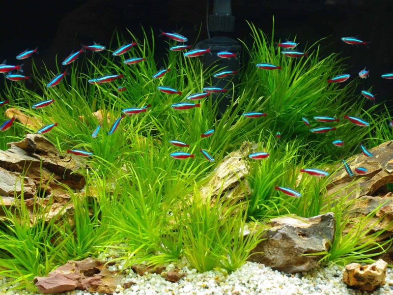 Cardinal Tetra