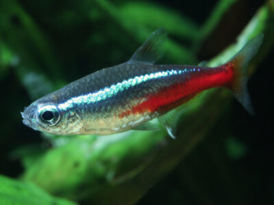 Neon Tetra