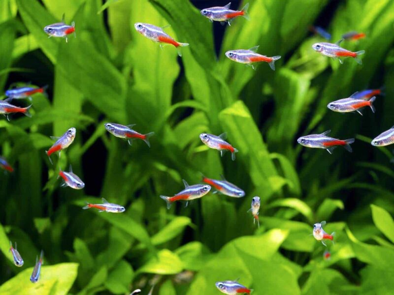 Neon Tetra