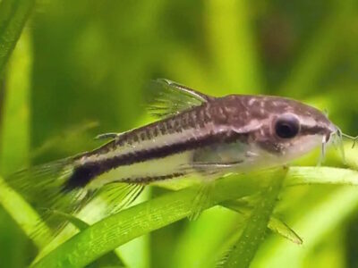 Pygmy Corydoras