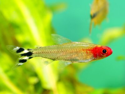 Rummy Nose Tetra