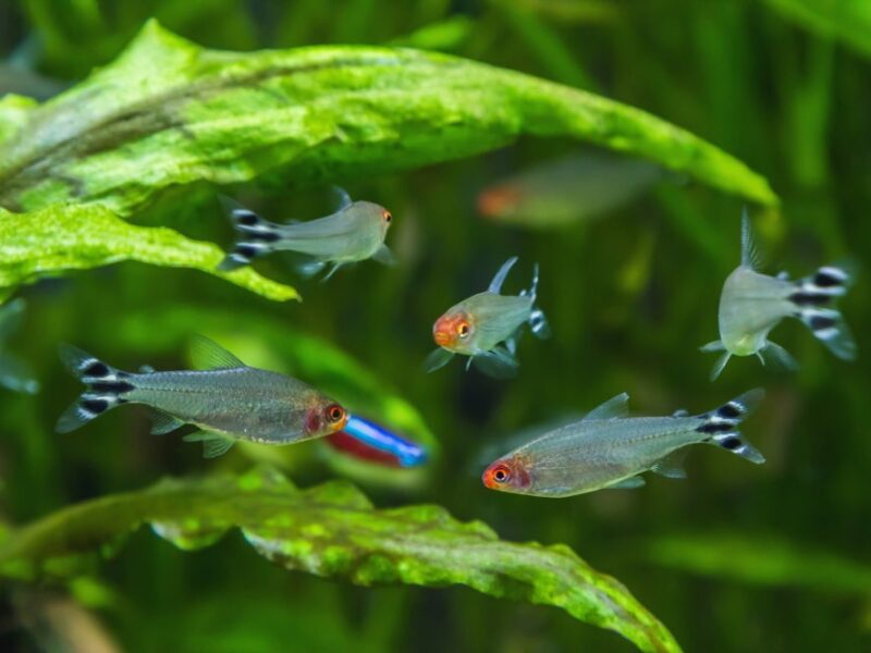 Rummy Nose Tetra